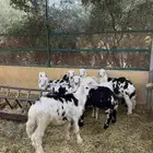 9 طليان 1 رخله للبيع