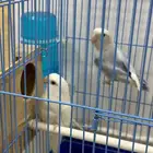 عصافير روز