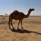 نقه كفو خلفه هديه