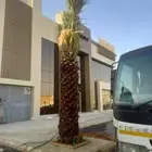 نخل مثمر فاخر خلاص سكري شيشي نبوت سلطان عجوه صقعي برحي