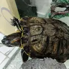 سلحفاه برمائيه كبيره