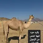 للبيع بكره حره فيها عدد خمس من الزمول الاصايل بشهادة