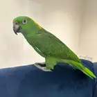 مطلوب زوج يلوناب بيور