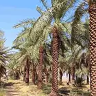 يتوفر لدنيا نخيل من 3متر لا 5متر