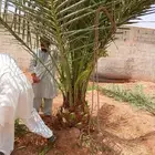 نخل واشنطني نخل مثمر نقايل اخلاص سكري صقعي شيشي هلالي مجدول