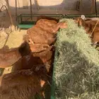 سواكن حمري مرابي ثلاث اشهر اسعارنا تكسر السوم