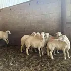 غنم. حريه. العدد 8. طيبه