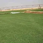 إنجيلة سي الفين طبيعي درجه اولى صافي اخضر كثيف
