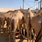 اللي ينتظر القعدان واجود انواع اللحوم للملاحم والولايم