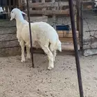 خروف حري