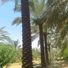 نخل ملوكي من افضل انواع انخل