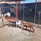 نعجه سواكنيه خلفه