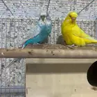 زوج بادجي نجليزي حجم تب