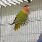 نفيه روز