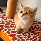 قط اسكوتش قولد ny12