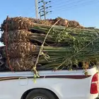 نخل للبيع طالع بتجاه تبوك بجميع مقاساته