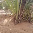 نخيل وشبوك المزارع
