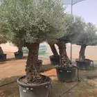 شجر اسباني مستورد شجر طيب من الاخر بجميع احجامه