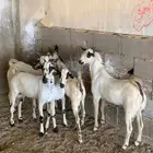 تيوس بيشية سمان مقفلة شحم ولحم للبيع