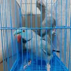 جوز درة هولاندي سبق الإنتاج انثى أليفة