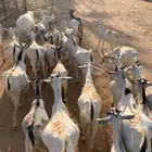 تيوس صومالي جذعان