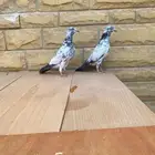 حمام باكستاني تيدي