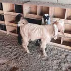 البيع تيسين اخوان