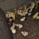 صوص بلدي للبيع الوان فواتح