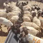 برابر وتيوس وقعود وسواكن   اسعار تنافسيه جدا جدا للجمله