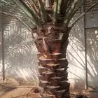 تقريبا نخل توريد نخل واشنطني صيانه كامله