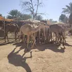 للتجار واصحاب الملاحم واللي يدور للتلاجة بلحم نظيف ومضمون