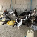 بط بلدي للبيع وجاهز للذبح