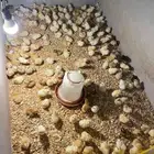 للبيع صوص دجاج بلدي عمر اسبوعين