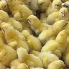 صوص لاحم شركه روص 308 مناعه عاليه وتحويل مرتفع