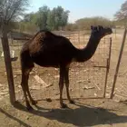 قعدان للبيع لباني العمر من 8 إلئ 9 اشهر