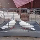 زوج باكستاني و 3 فارايد ذكرين واحد لاكا وواحد رام ذكر قطيفي