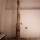 نخل واشنطني زينه جميع المقاسات وتنسيق الحدايق وقص الشجار وتك