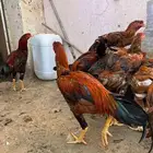 ديوك بكستاني