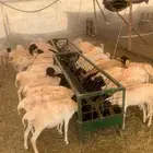برابر مرابي شهرين ونصف تبارك الرحمن لحم شهي بشهاده الجميع