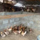 دجاج بلدي