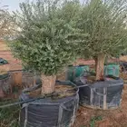 اشجار زيتون معمر جميع المقاسات