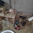 دجاج للانتاج