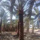 مقاول شبوك زراعيه بجميع انواعها