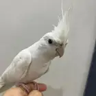 للبيع زوج كروان أليفين مع القفص