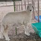 رخل حريه ذبيحة فل شحم ولحم