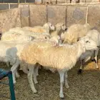 بهم حري و هجين