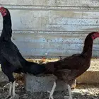 دجاج باكستاني سندي