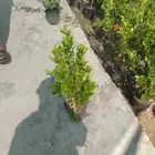 مشتل وتنسيق حدائق