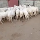 عرضين كايف عرض 22رخل وعرض شاتين تحتها رخلين ذبح