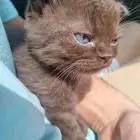 قطط صغيره للبيع